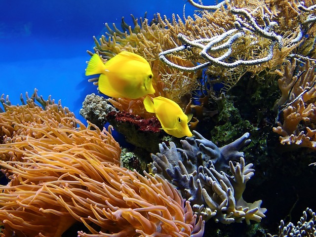 Discovering the different types of corals best known in the world